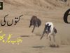 Dog Race In Bhakkar Punjab Pakistan 2018 | Kuton Ki Dour | Best Muqabala | Punjab Culture Part 6