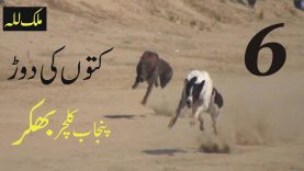 Dog Race In Bhakkar Punjab Pakistan 2018 | Kuton Ki Dour | Best Muqabala | Punjab Culture Part 6