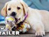 Pick of the Litter Trailer (2018) Guide Dogs Documentary