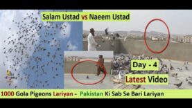 Pakistani 1000 Gola Pigeons Lariyan – Pakistan Ki Sab Se Bari Lariyan – Day 4