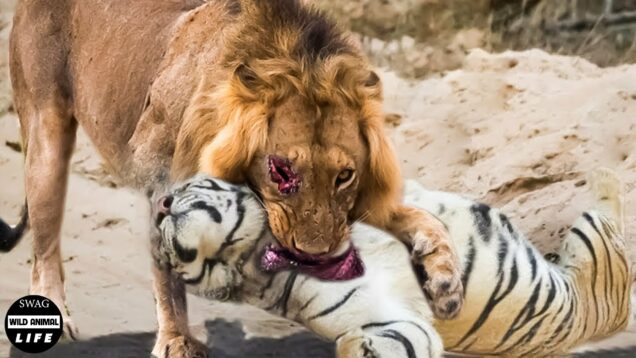 Tiger Vs Lion – Angry Tiger Fight Lions To Prove Who Is The King? | Wild Animals