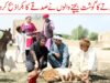 Sadqe Ki Bakri//Ramzi Sughri, Ch Koki, Jatti, & Mai Sabiran,Bhotna, New Funny Video By Rachnavi Tv