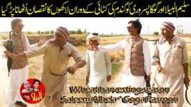 Wheat harvesting season | Saleem Albela and Goga Pasroori Funny Video
