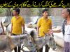 Saleem Albela came to Goga Pasroori to have the Donkey's hair cut Funny Video
