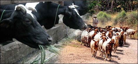 اسلام آباد : عید الاضحیٰ تک مویشیوں کی برآمد پر پابندی عائد