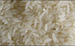 سندھ میں چاول کی فصل تیار ، فی من نرخ 450 کی کمی