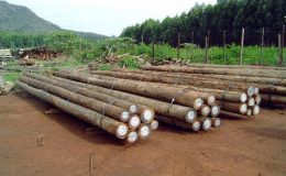 غیر قانونی درختوں کی کٹائی، 15 بلین ڈالر کا کاروبار