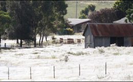 آسٹریلیا میں سیلاب کی تباہ کاریاں جاری