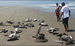 پیرو: بڑی تعداد میں آبی پرندے ساحل پر مردہ پائے گئے