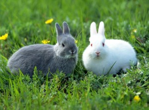 White and Gray Rabbits in Grass