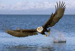bold eagle