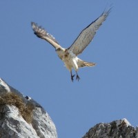 departing eagle