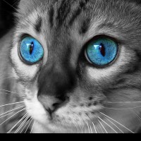 Cat with Blue Eyes