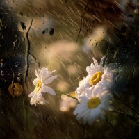 flower in rain