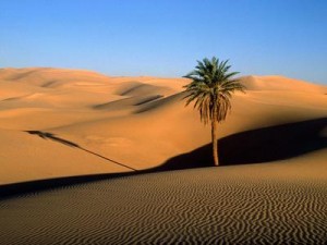 lala desert