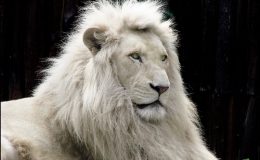 کراچی چڑیا گھر میں نایاب نسل کے سفید شیر کی جوڑی کیلئے شیشے کے گھر کی تیاری