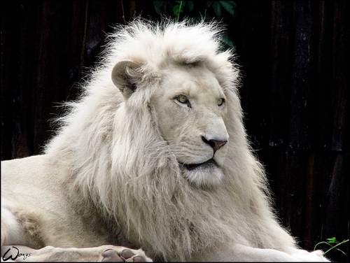 کراچی چڑیا گھر میں نایاب نسل کے سفید شیر کی جوڑی کیلئے شیشے کے گھر کی تیاری