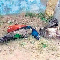 Peacocks deaths