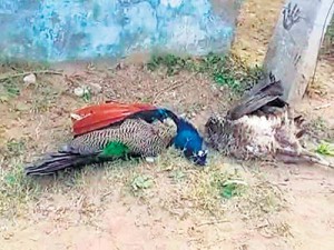  Peacocks deaths
