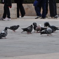 Pigeons in Paris