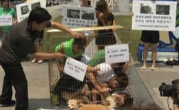 جنوبی کوریا : کتوں کا گوشت کھانے کے خلاف مظاہرہ