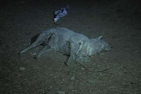 کراچی : فارم ہاؤس کے قریب سے 5 مردہ بھیڑیں برآمد