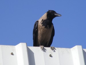 crow at wall