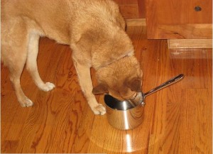 dog licks the pot