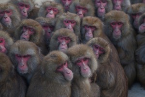gathering of monkey