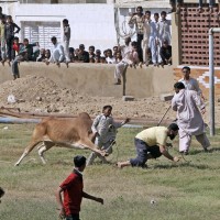 A bull attacks a boy - Karachi Pakistan