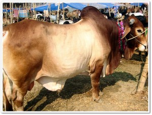 Cow Qurbani