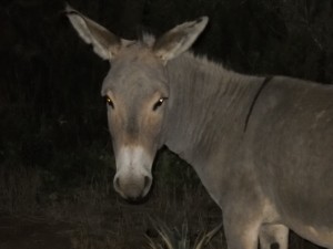 donkey in jungle
