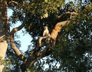 monky at tree