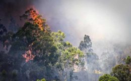 آسٹریلیا کے جنگلوں میں آگ بھڑک اٹھی ،7 گھر راکھ ہو گئے