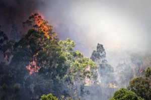 Australian Forests Fire