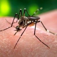 Peru Dengue Spread