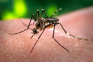 Peru Dengue Spread
