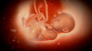 baby in mother-s womb