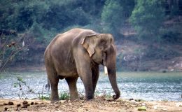 بھارتی ریاست آسام میں 3 دن سے دلدل میں پھنسا ہاتھی نکال لیا گیا