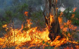 آسٹریلیا : جھاڑیوں میں لگی آگ پر پانچویں روز بھی قابو نہ پایا جاسکا
