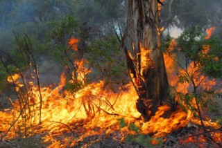 Australia Fire Forest
