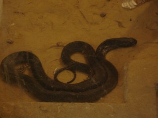 Karachi Zoo Snake