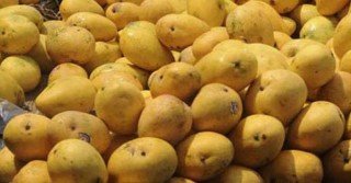 Pakistan Fruit Export Orders Faound