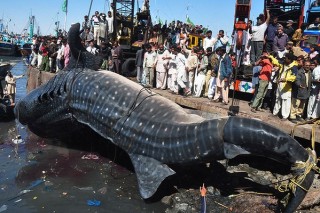 Whale Shark Karachi