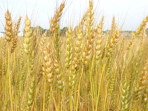 سندھ و پنجاب میں حالیہ بارشیں گندم اور چنے کی فصل کیلئے فائدہ مند