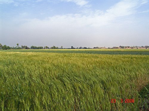 حالیہ بارشوں سے پنجاب میں گندم ، دالوں کی فصل بہترہونے کی توقع