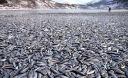 ریوڈی جنیرو : طوفانی موسم سے جھیل میں 65 ہزارمیٹرک ٹن سے مچھلیاں ہلاک
