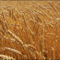 Karachi wheat