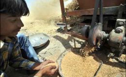 ملتان،گندم خریداری مہم ایک ہفتے کی تاخیر کے بعد شروع،کسانوں کو مشکلات