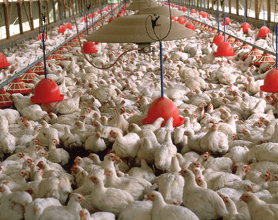 مرغی کے گوشت کی طلب بڑھنے کے بعد گوشت کی قیمت میں اضافہ